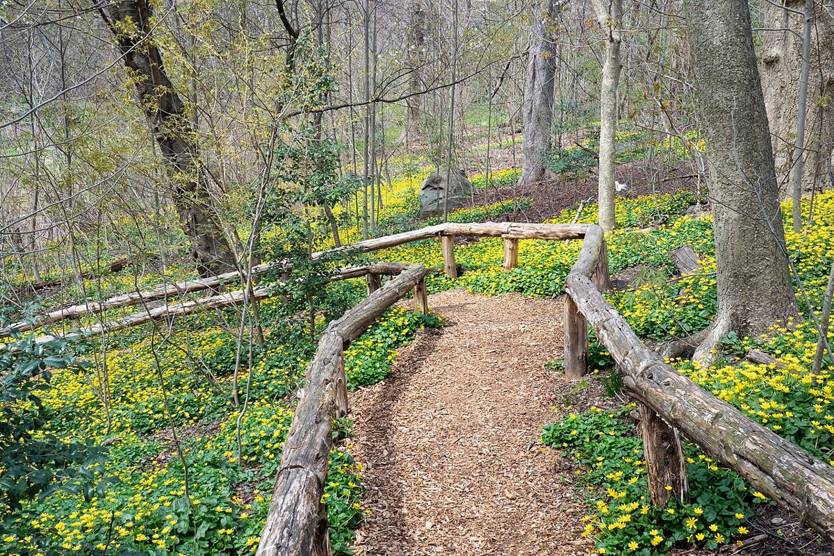 Ảnh minh họa: Celandine and white squirrel in Prospect Park (01490).jpg